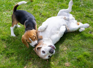 Two beagle dogs playing in garden