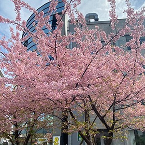 Cherry Blossoms in Tokyo for Japan Guide