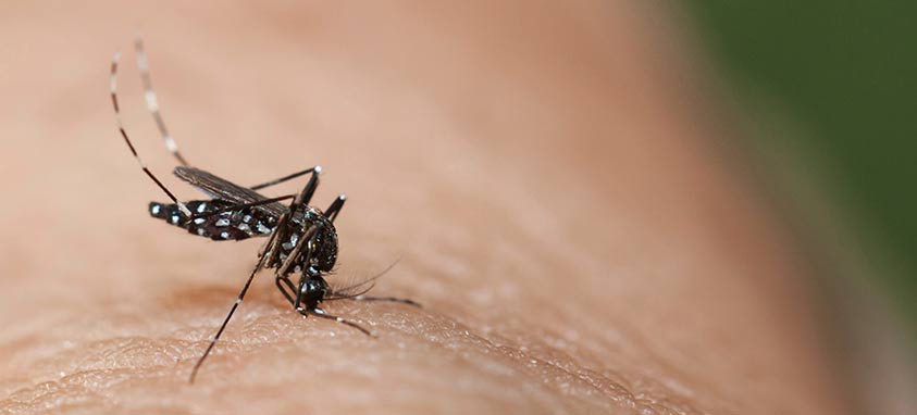 Hawaii Experiencing Dengue Fever Outbreak 