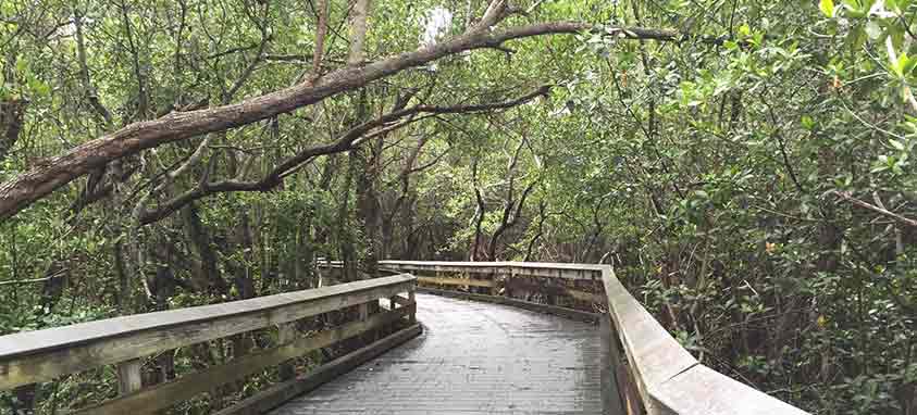 naples grande paradise coast mangroves