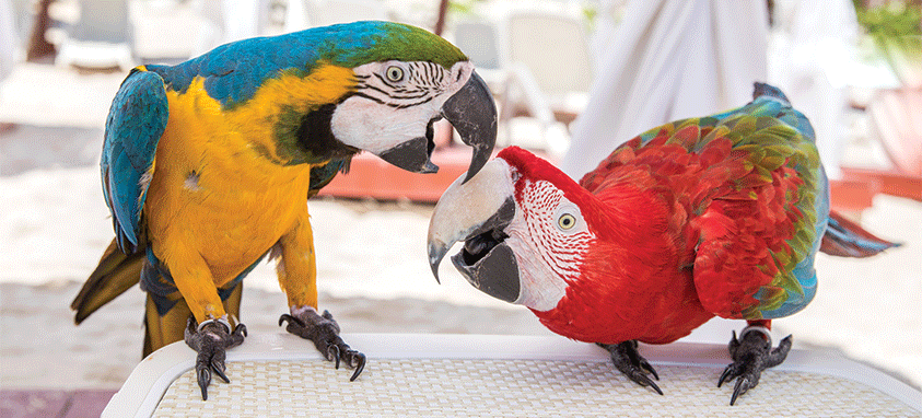 Yucatan birds