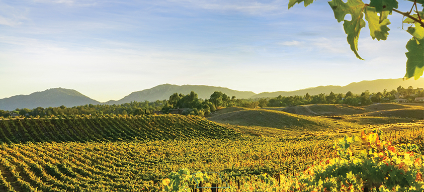 10 Of Southern California S Most Meeting Friendly Wineries Smart