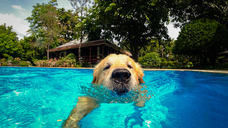 Bali's Best Pet-Friendly Accommodations in 2023