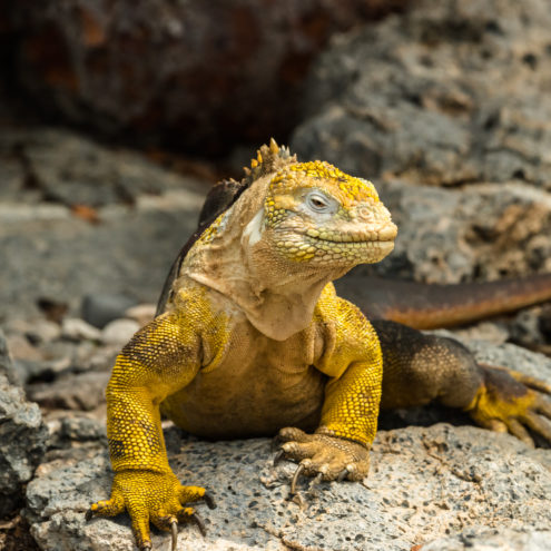 Natural Incentives: New Ways to Meet in the Galapagos | SM.com