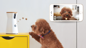 An automatic treat dispenser feeding a brown poodle mix. A phone shows off the camera function