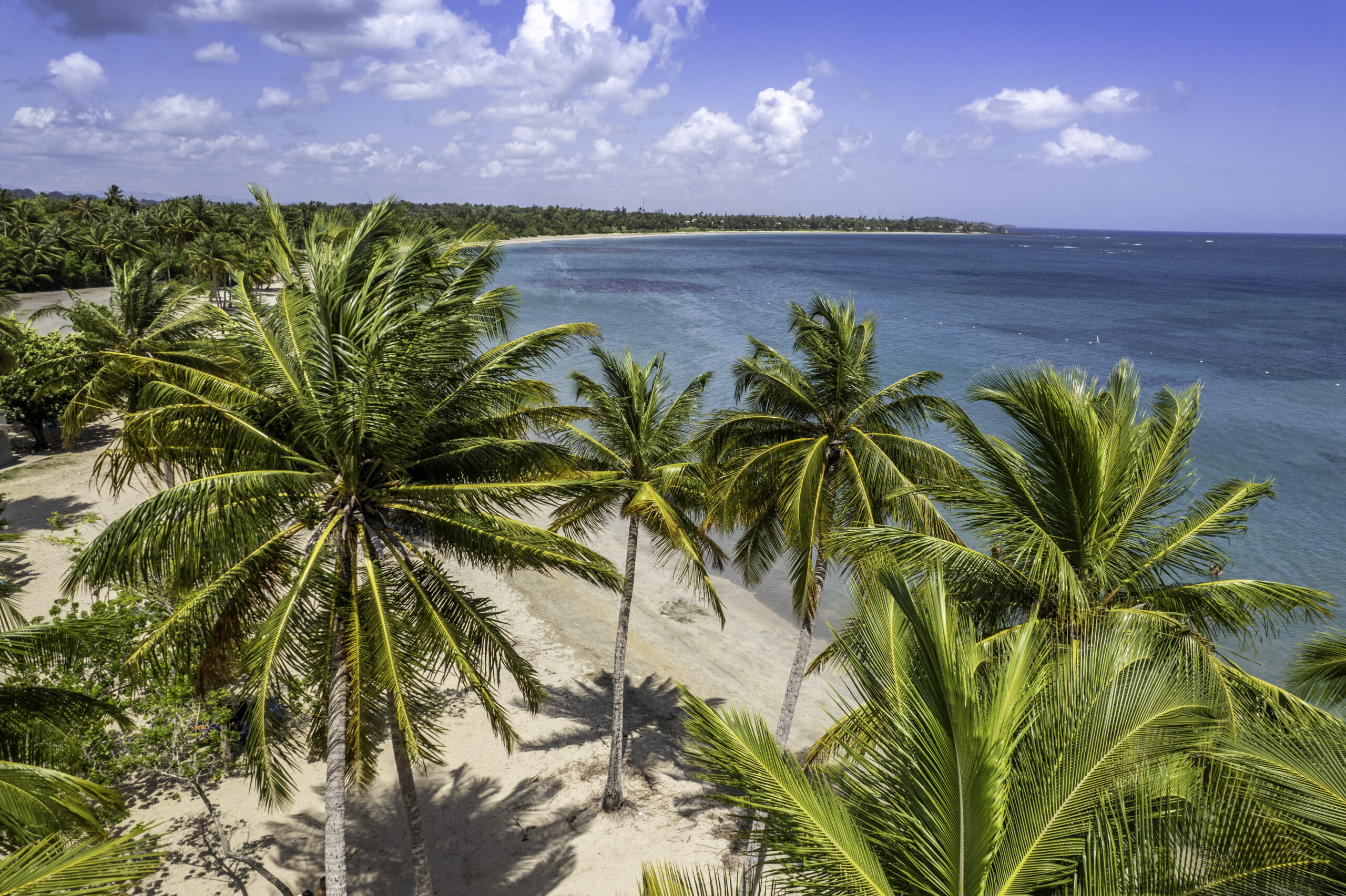 Dorado Beach in Puerto Rico. Palm trees are growing out of the sand with a thick forest behind the beach.