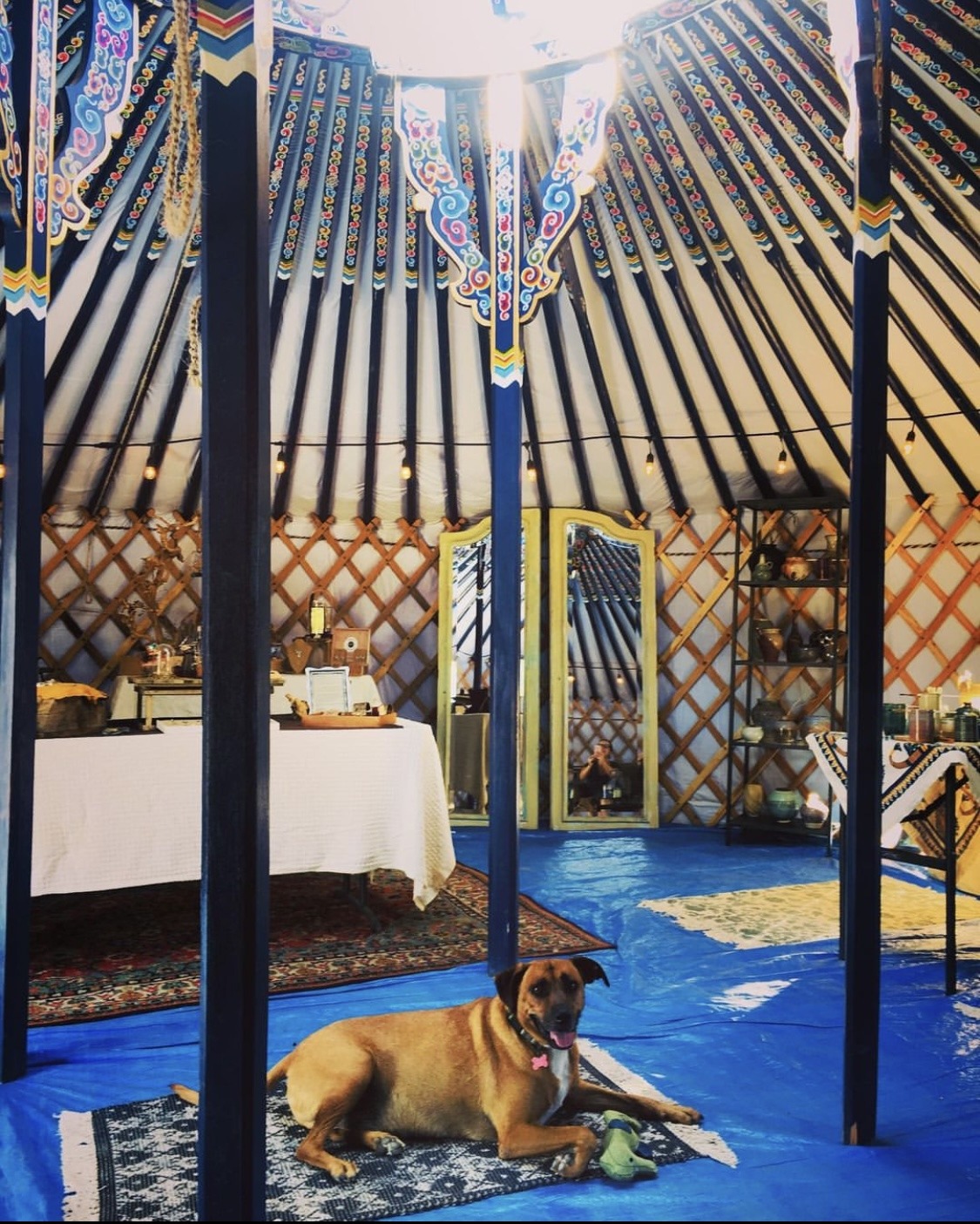 A dog sits on a blanket in the Big Blue Yurt.