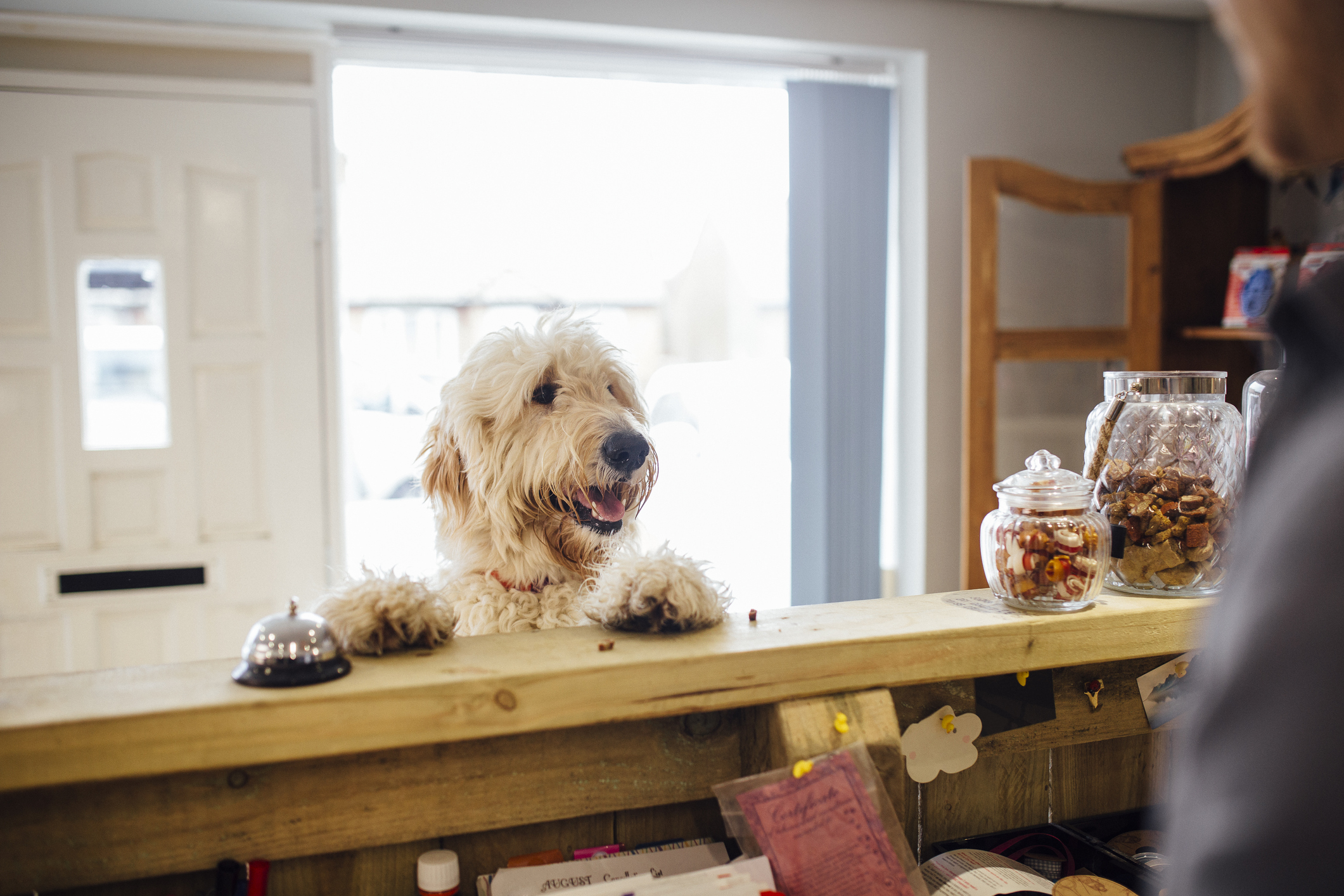 Goldendoodle dog is jumping up at the reception desk.