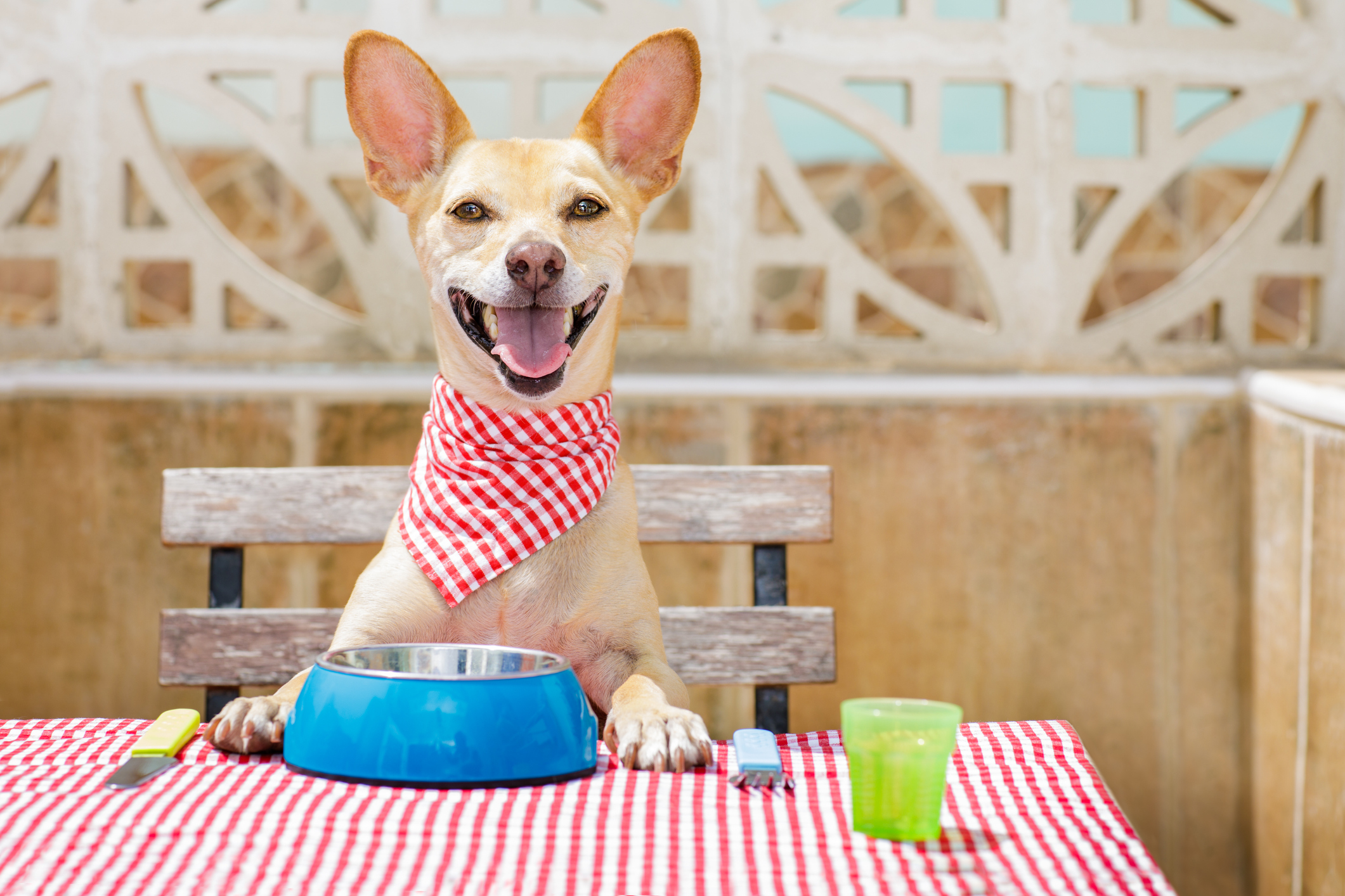 Dog sitting at table with bowl and utensils. 