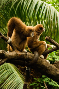 Monkeys in trees at Henry Doorly Zoo in Omaha, Nebraska