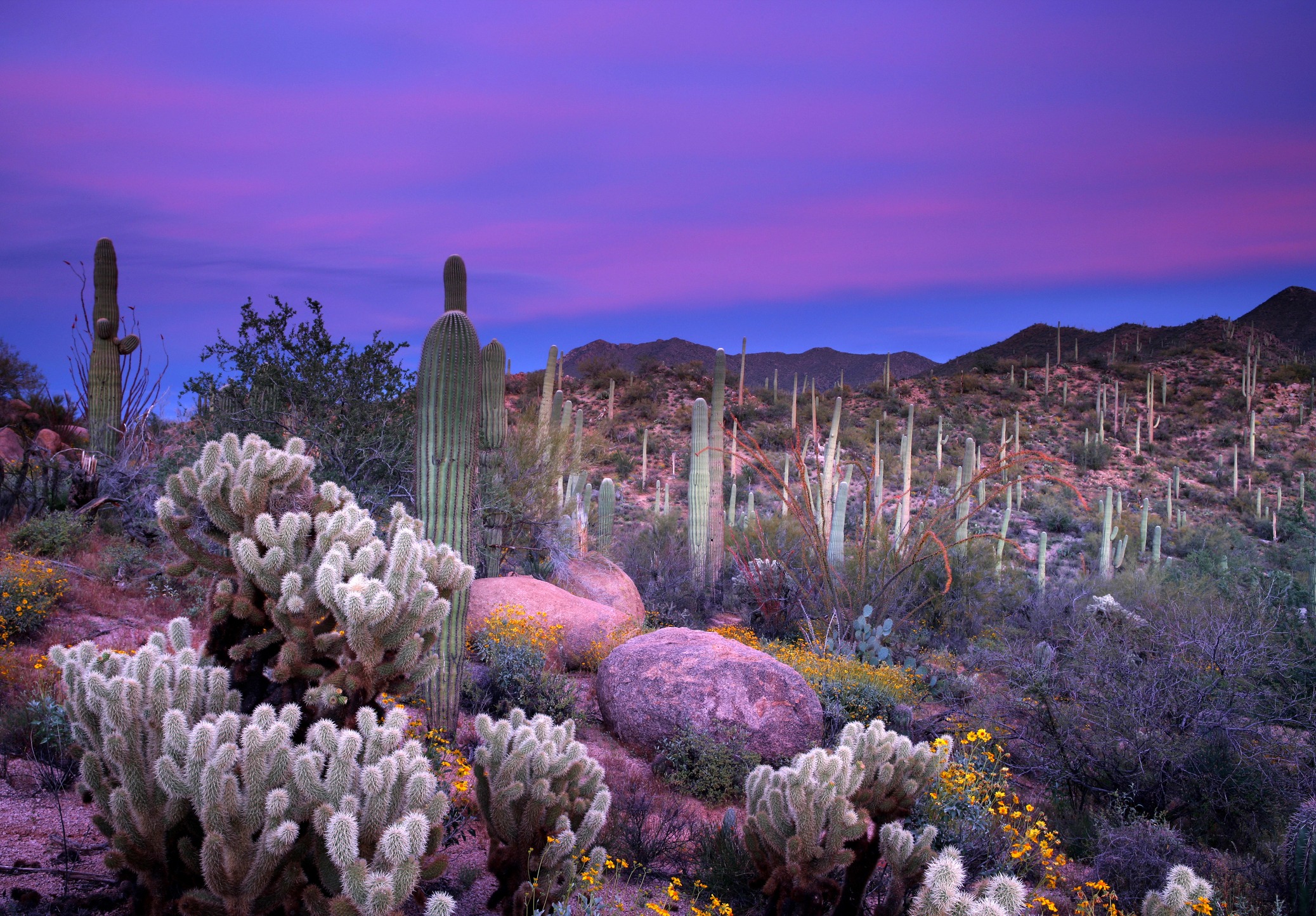 Saguaro National Park