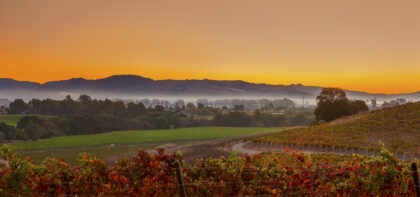 Vineyard and town in Napa Valley, California