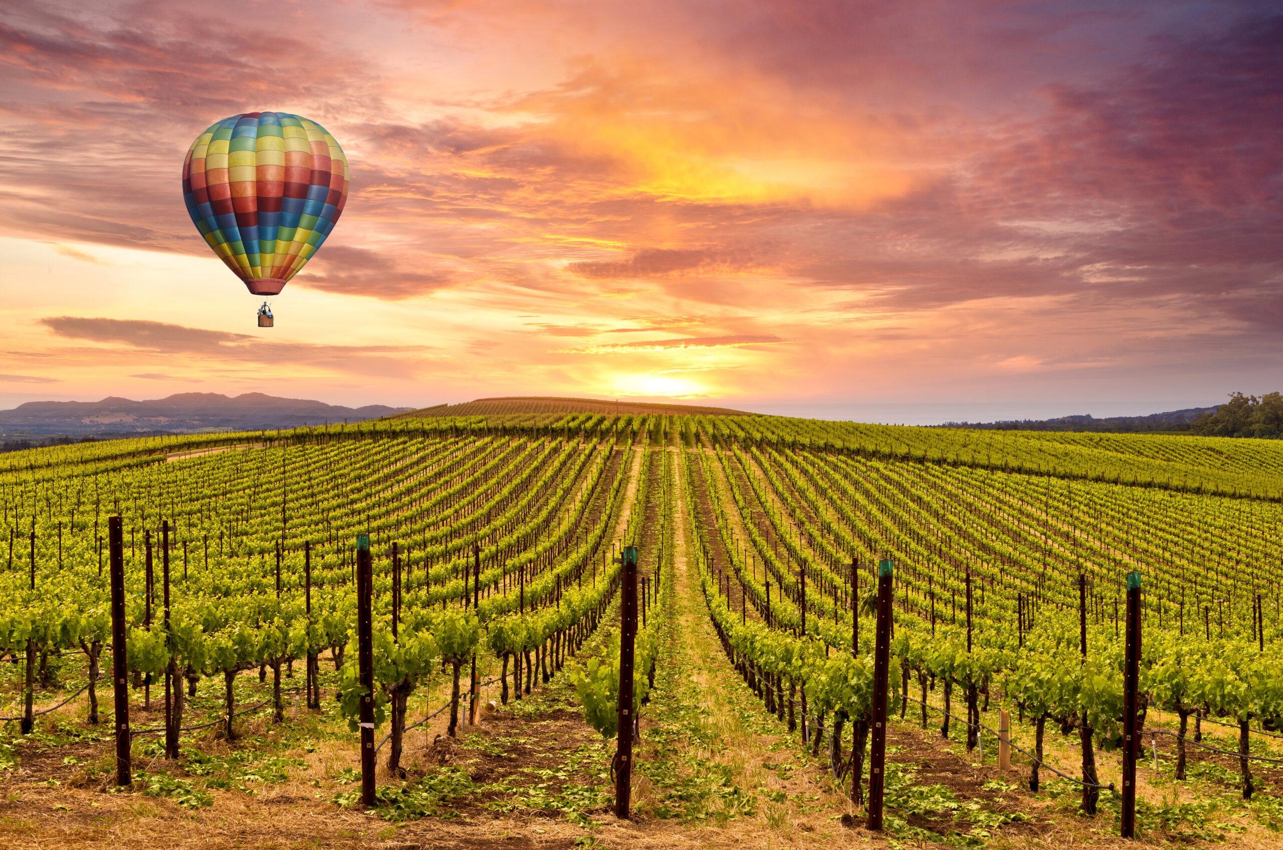 air balloon floating over vineyard during sunrise