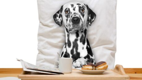 Dalmatian dog eating and drinking in bed