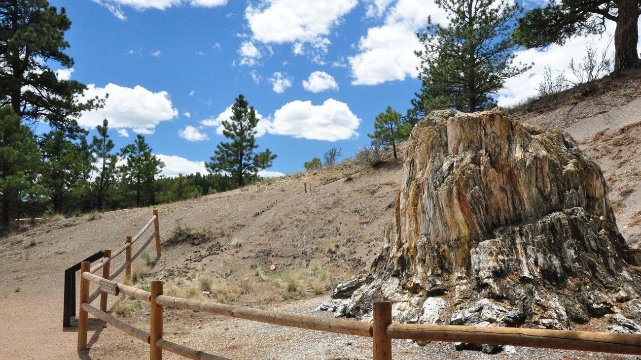 tree stump at Florrisant Fossil Beds National Monument