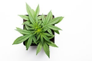 top view of marijuana plant