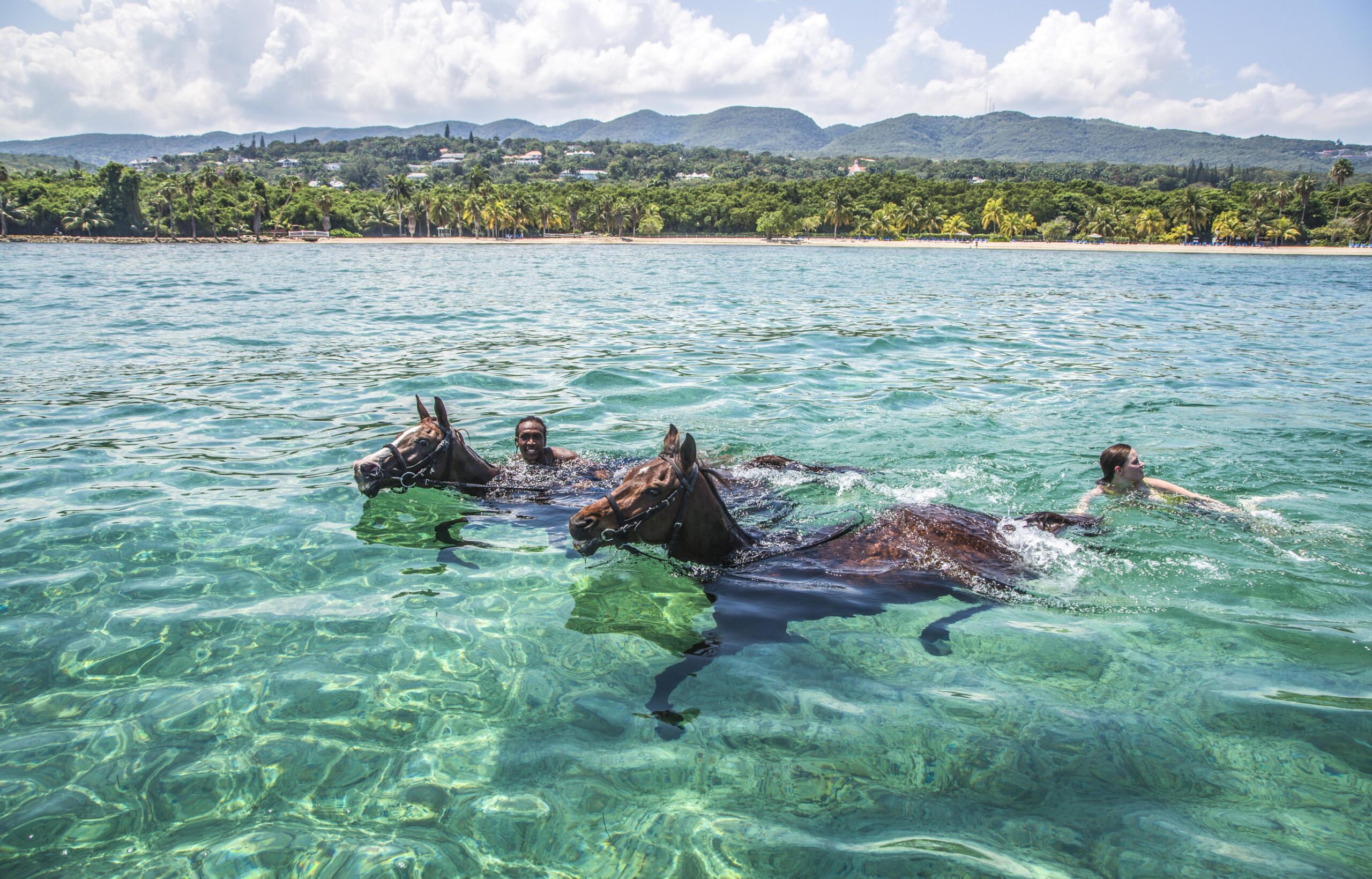 people Swimming with Horses