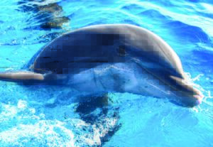 Dolphin swimming at Marineland Florida