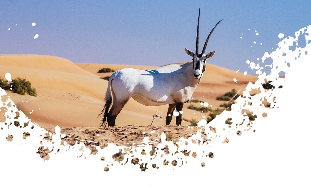 oryx standing in desert