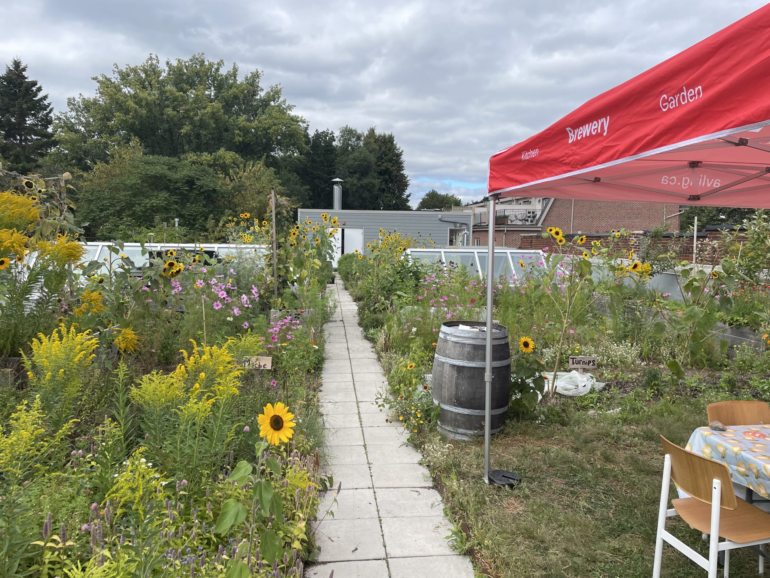 rooftop farm