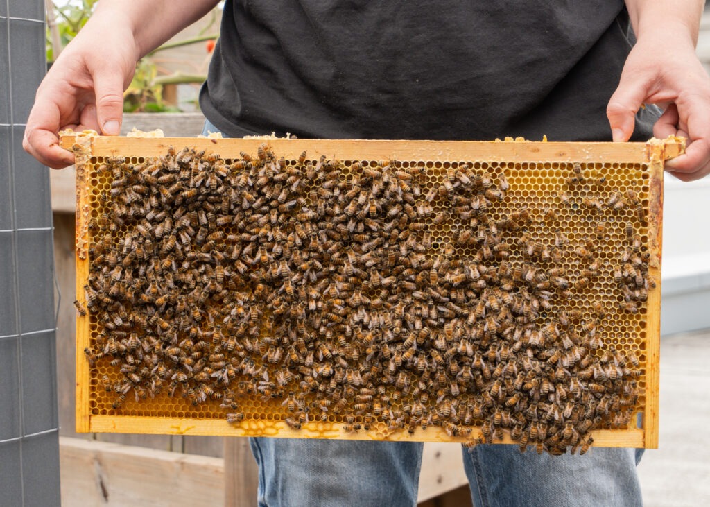 person holding shelf for bees