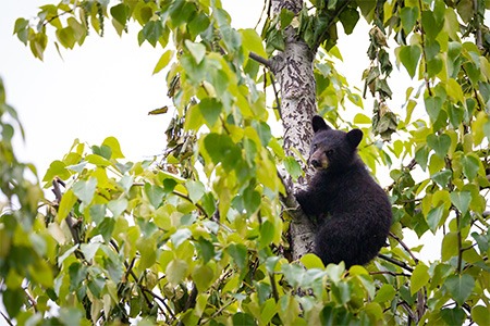 black bear cub in tree