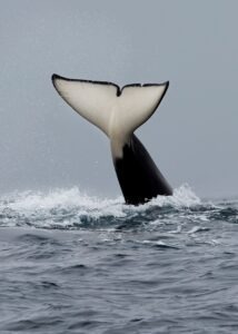 orca tail coming out of water