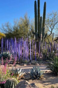 cactus and purple plants
