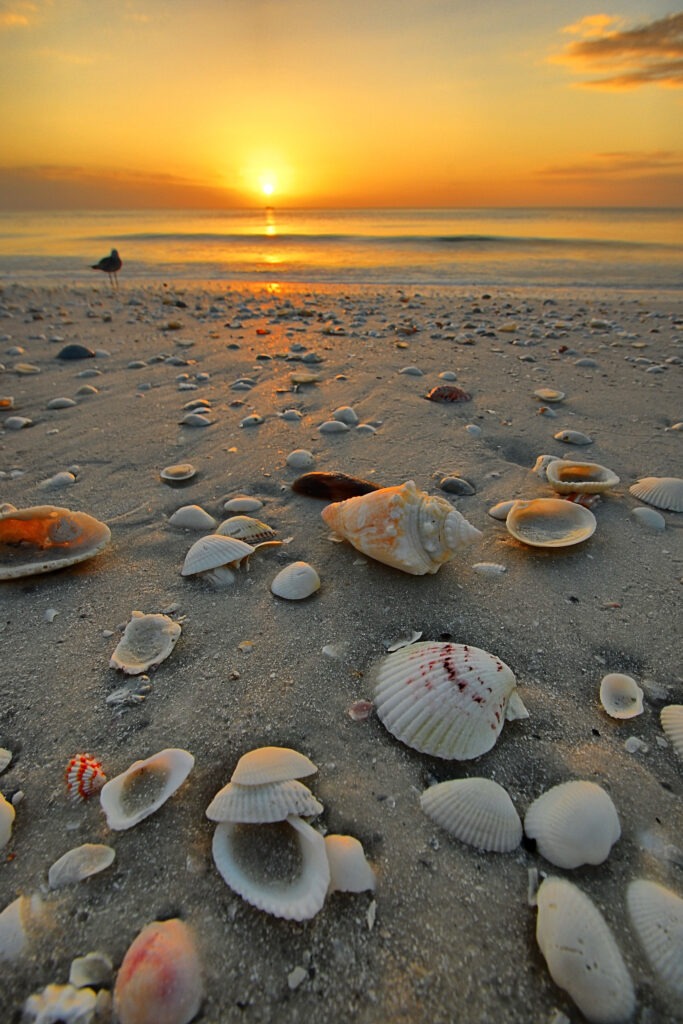 seashell therapy at Marco Island, South Florida