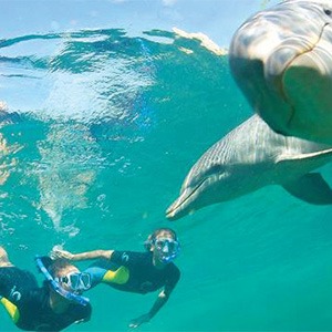 two divers swimming with two dolphins