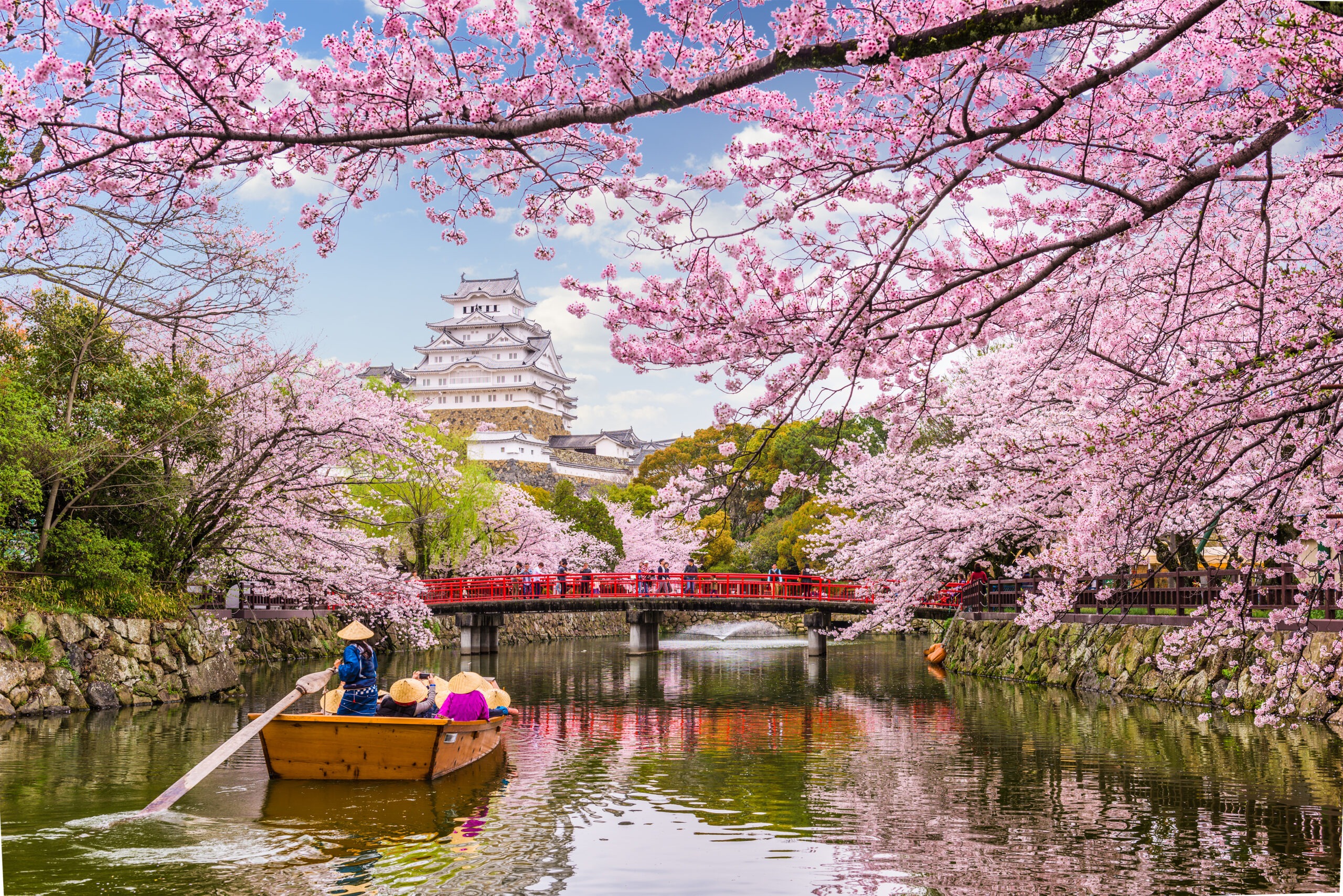 person rowing in boat next to cherry blossom trees