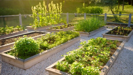 edible garden from shutterstock