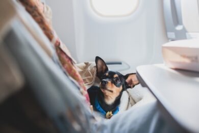 dog sitting on person's lap in airplane