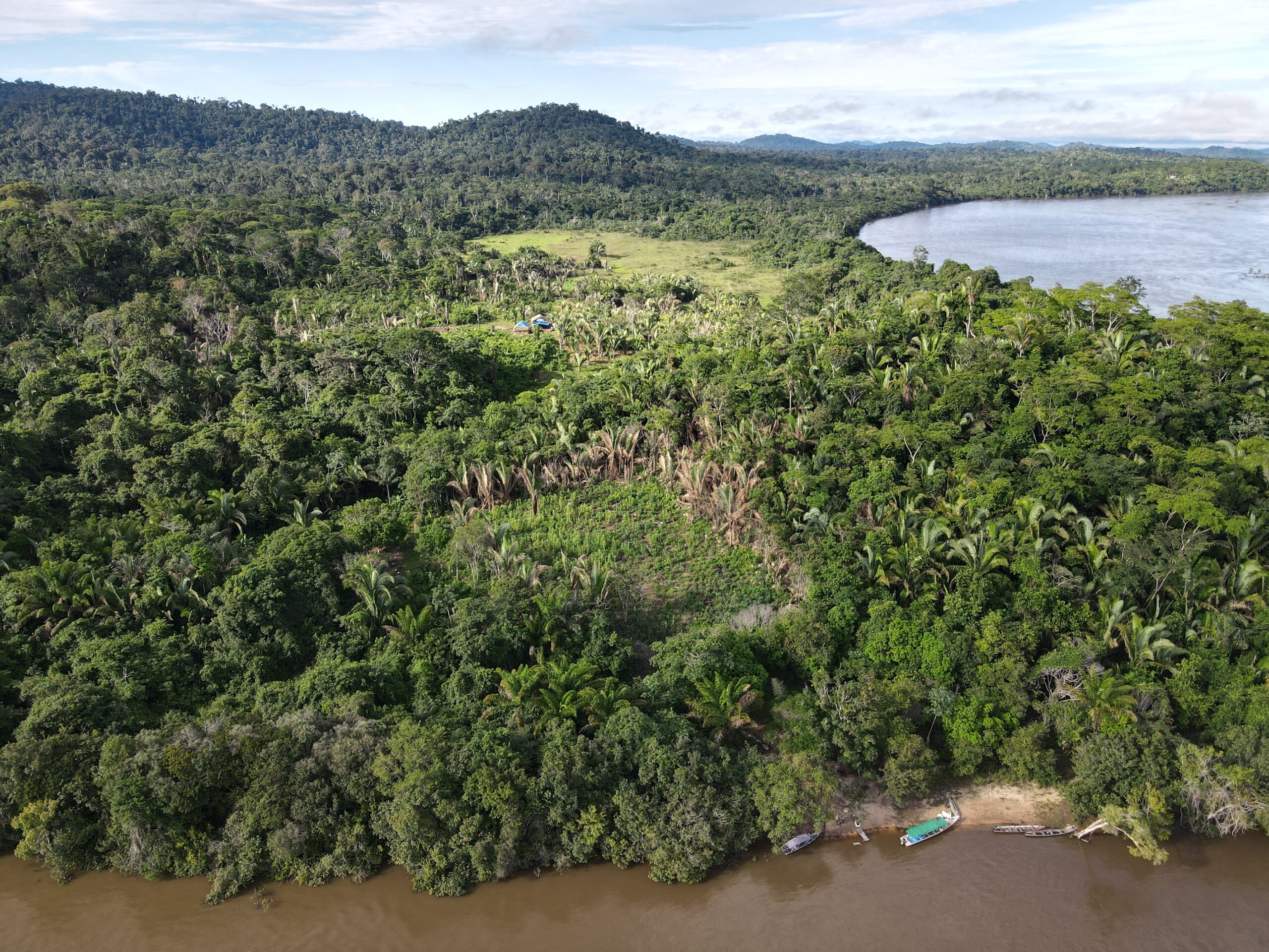 aerial shot of forested land