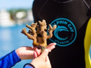 environmental stewardship through coral conservation at Atlantis Bahamas