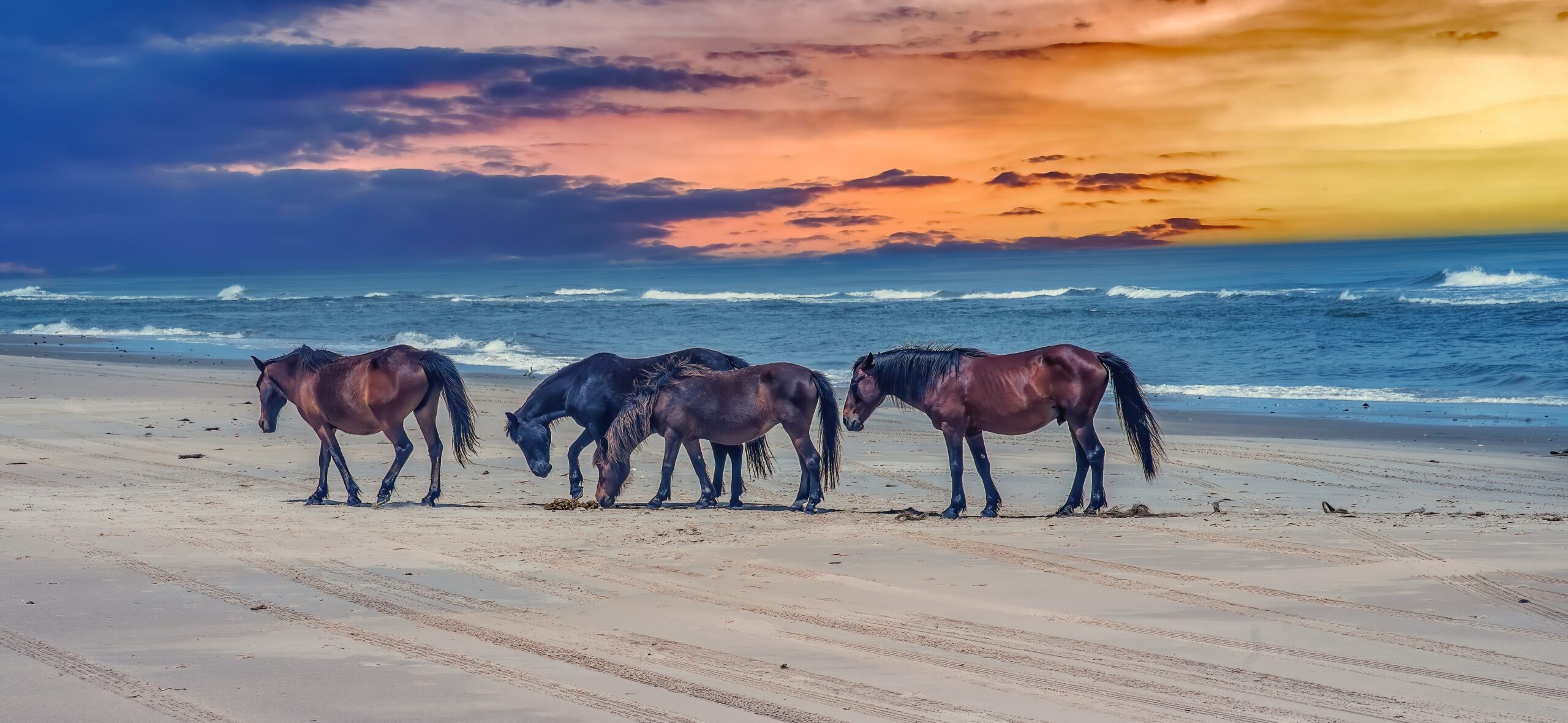 four brown horse at Corolla Beach