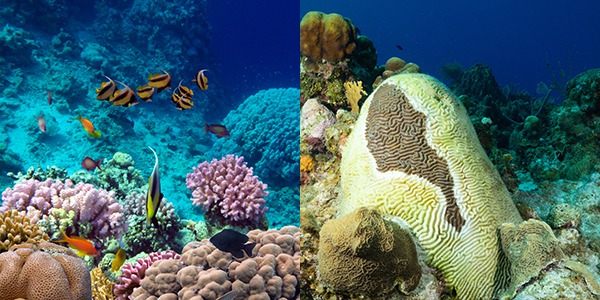 the effects stony coral tissue loss disease with an image of a healthy coral colony next to an image of coral affected