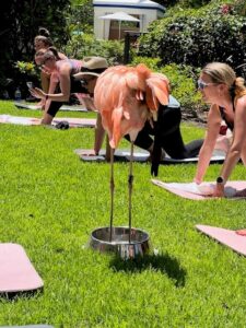 Flamingo yoga