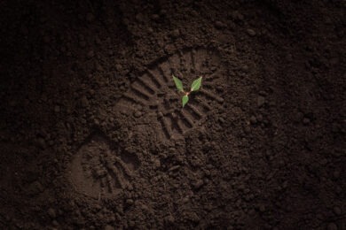shoe print in soil and green plant sprouting
