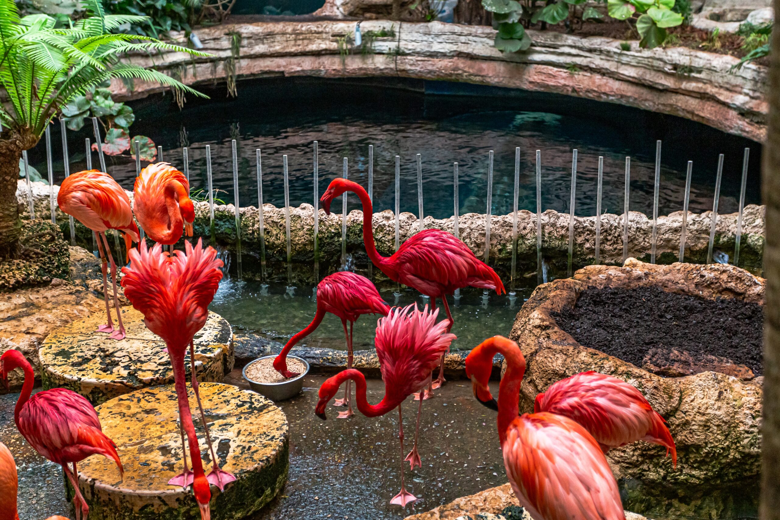 Flamingo group in Dallas World Aquarium