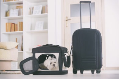 Small dog maltese sitting in bag and waiting for a trip