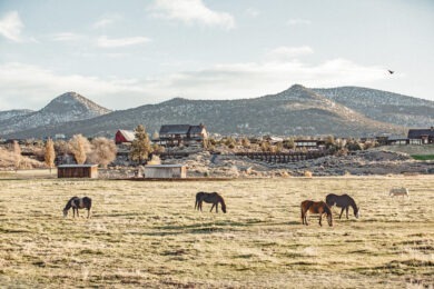 Horses at Brasada Ranch