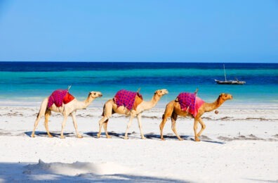 three camels walking on beach