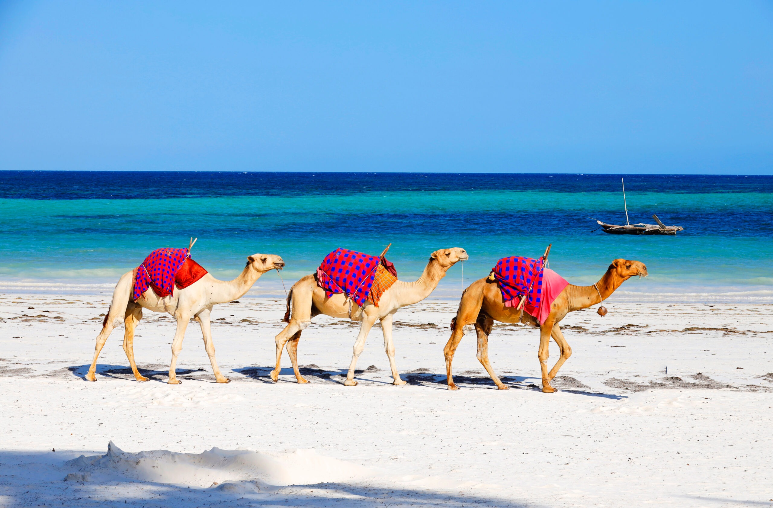 three camels walking on beach