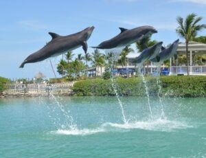 Dolphins at Hawks Cay Resort