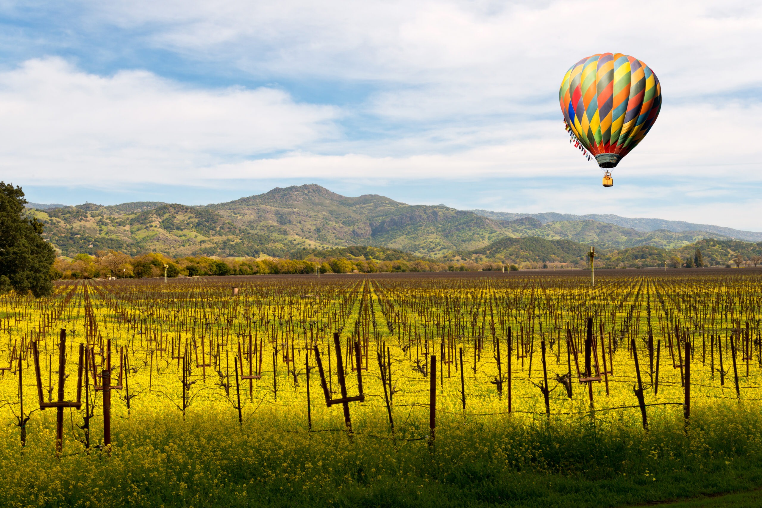 Hot Air Balloon, Vineyard in Napa Valley