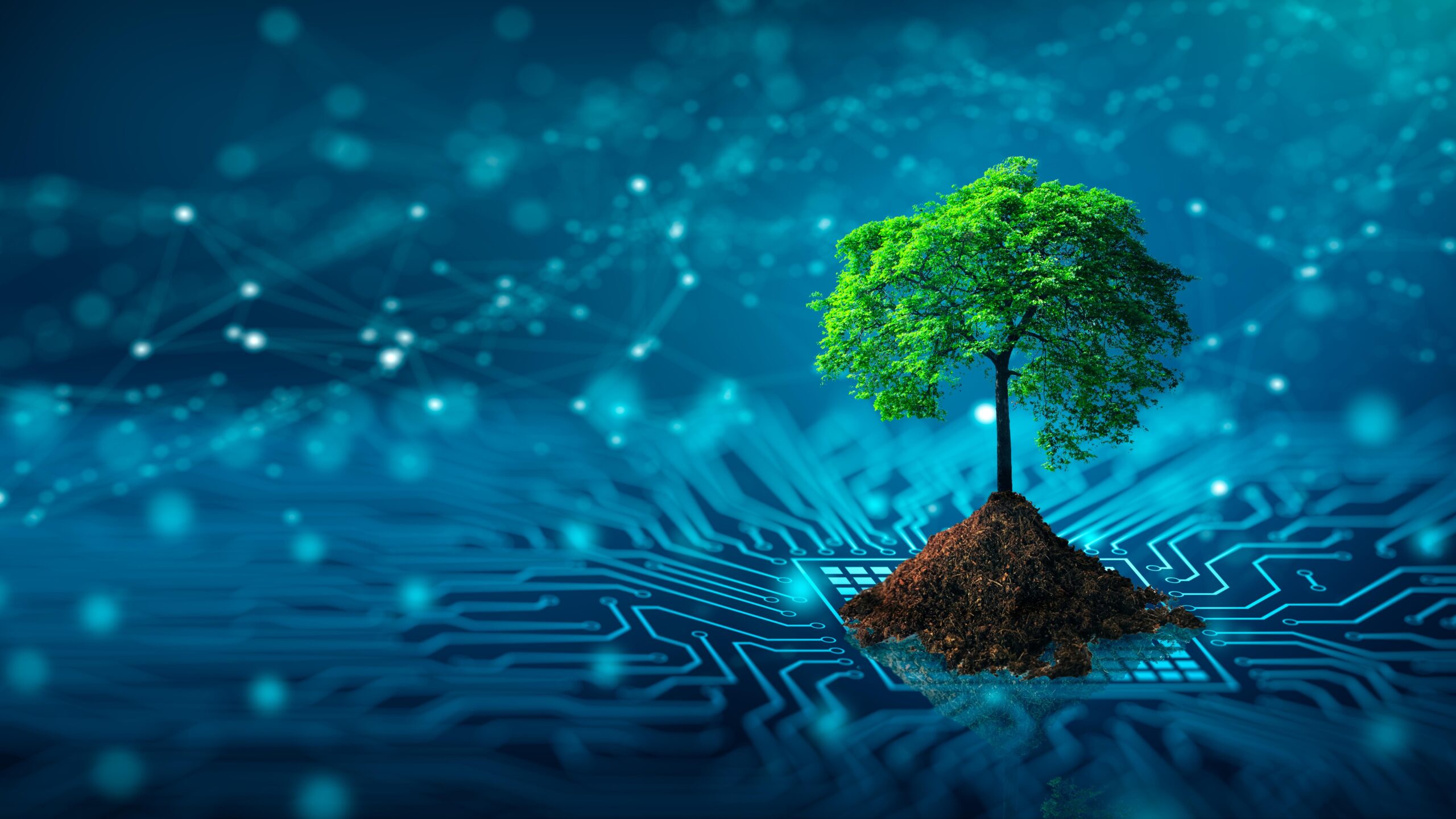 AI environmental impact article feature image of ree with soil growing on the converging point of computer circuit board. Blue light and wireframe network background