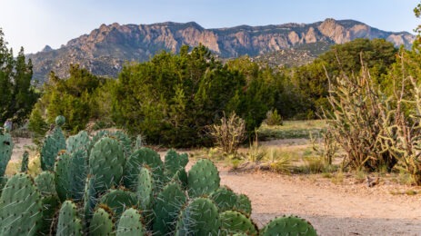 Prickly pear cacti in the foothills of the Sandia Mountains